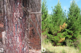  stem bleeding cankers associated with  P. aleatoria  on five-year-old  Pinus radiata  trees growing in Motueka Gorge, in the Nelson region; and  b  branch die-back with a canker on a two-year-old  P. radiata  tree in Nelson, associated with  Phytophthora aleatoria  

